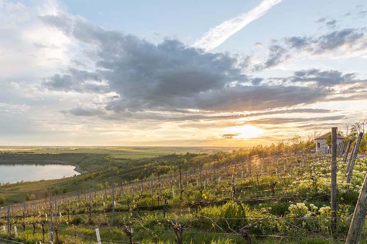 Eine Weinplantage am See während eines Sonnenuntergangs.